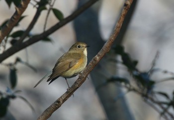 Red-flanked Bluetail 兵庫県西宮市 Sat, 2/2/2019