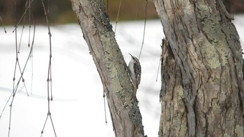 Eurasian Treecreeper(daurica) Tomakomai Experimental Forest Sun, 2/3/2019
