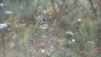 ヒガラ 北大研究林(北海道大学苫小牧研究林) 2019年2月3日(日)