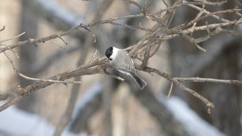 ハシブトガラ 北大研究林(北海道大学苫小牧研究林) 2019年2月3日(日)