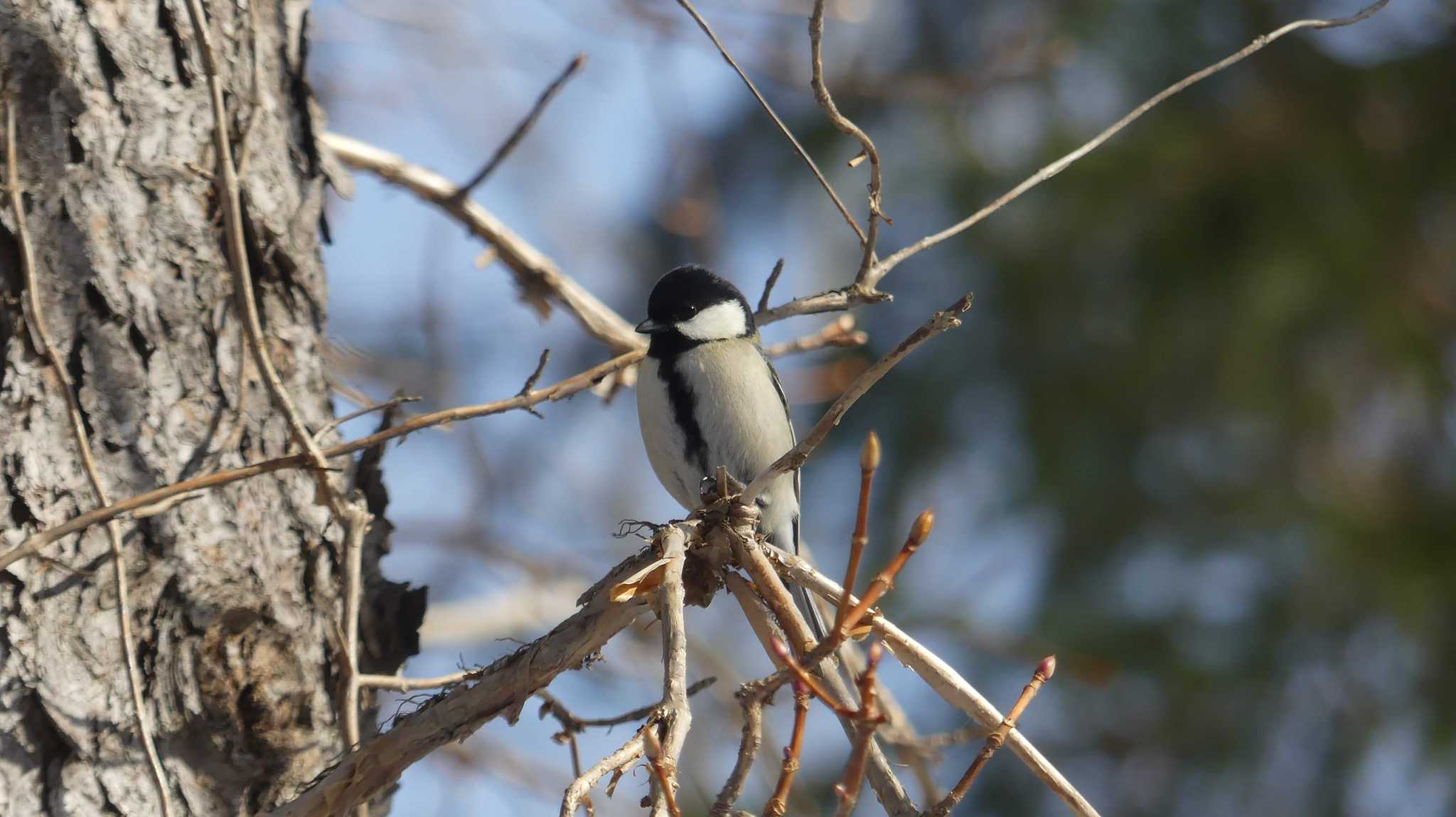 シジュウカラ