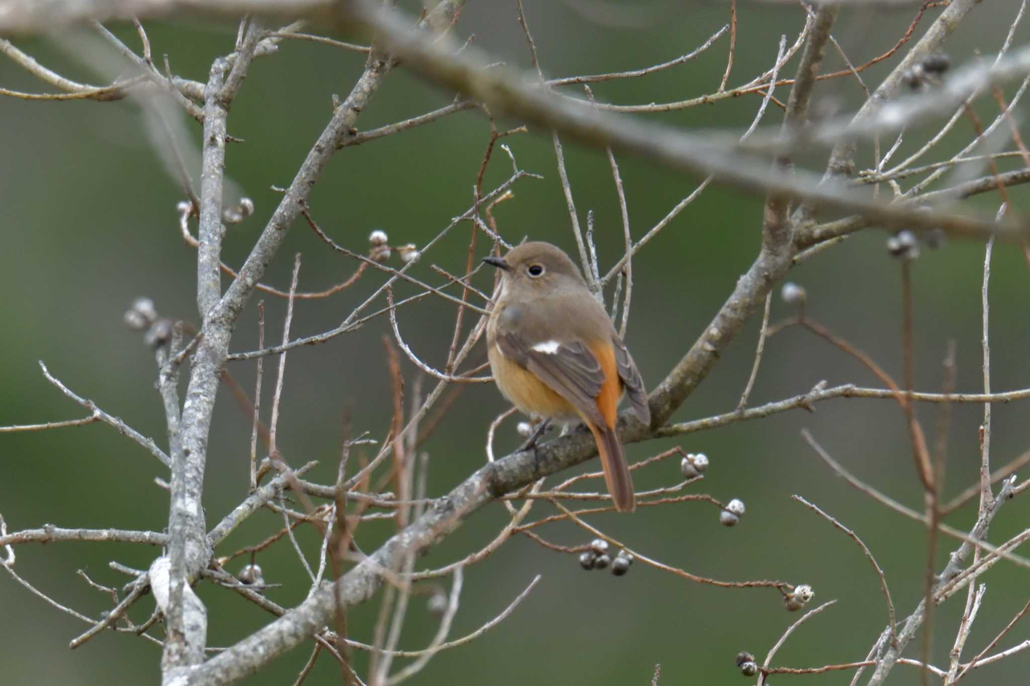 三重県上野森林公園 ジョウビタキの写真 by masatsubo