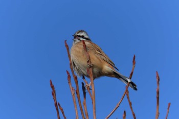 2019年2月3日(日) 三重県上野森林公園の野鳥観察記録