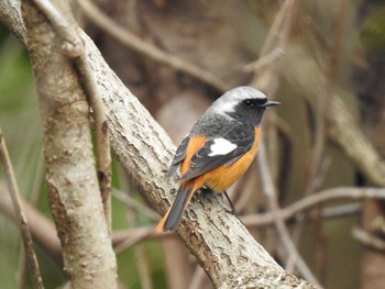 Daurian Redstart 静岡県立森林公園 Sun, 2/3/2019