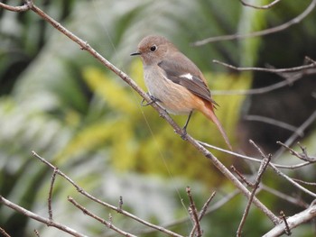 ジョウビタキ 静岡県立森林公園 2019年2月3日(日)