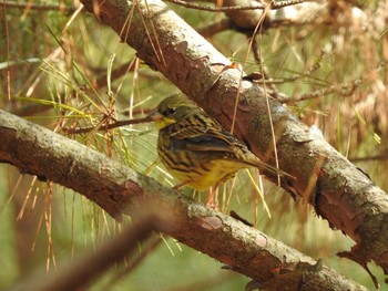 アオジ 静岡県立森林公園 2019年2月3日(日)