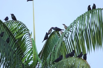 ミドリカラスモドキ シンガポール植物園 2019年1月25日(金)