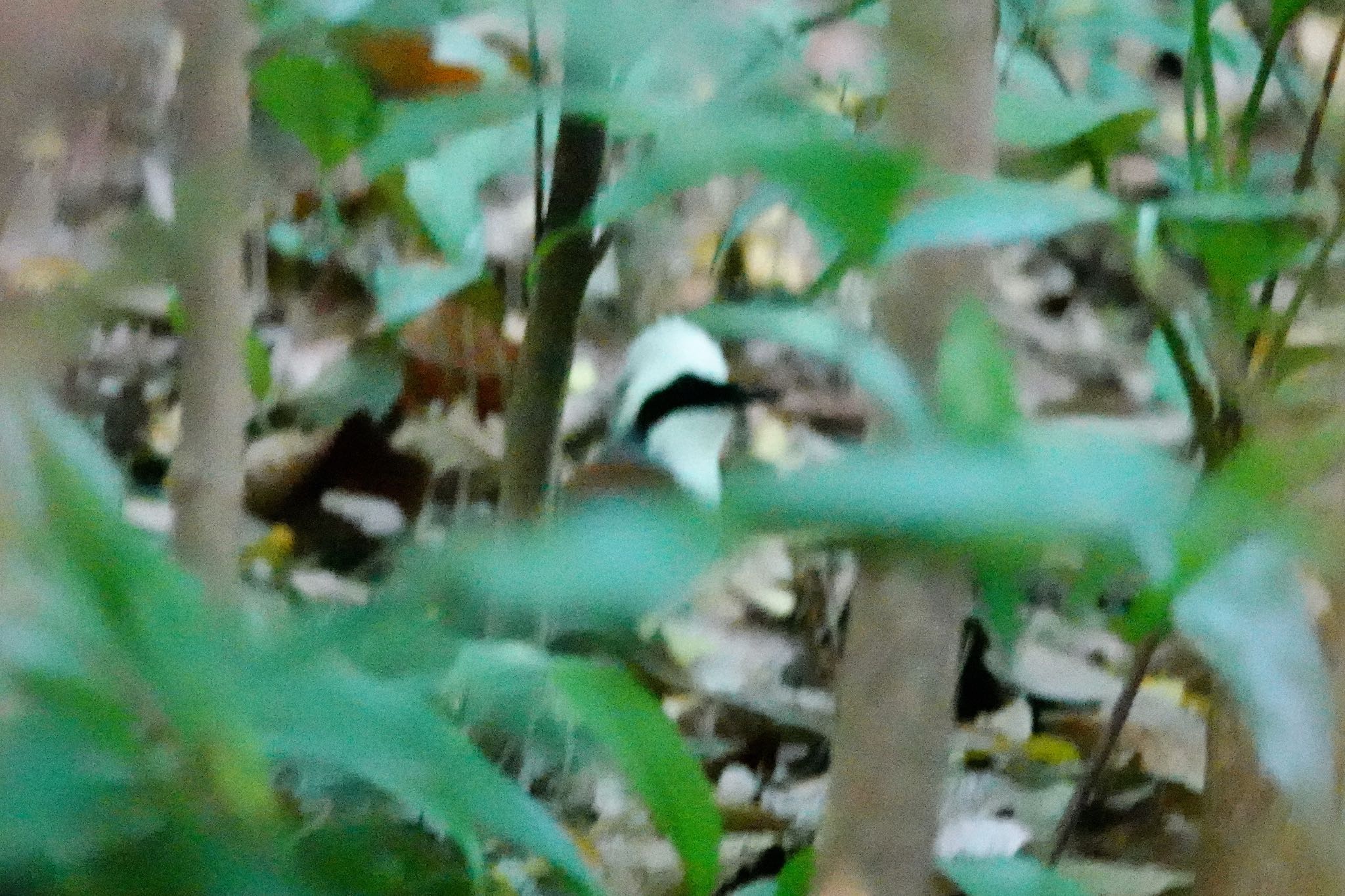 White-crested Laughingthrush