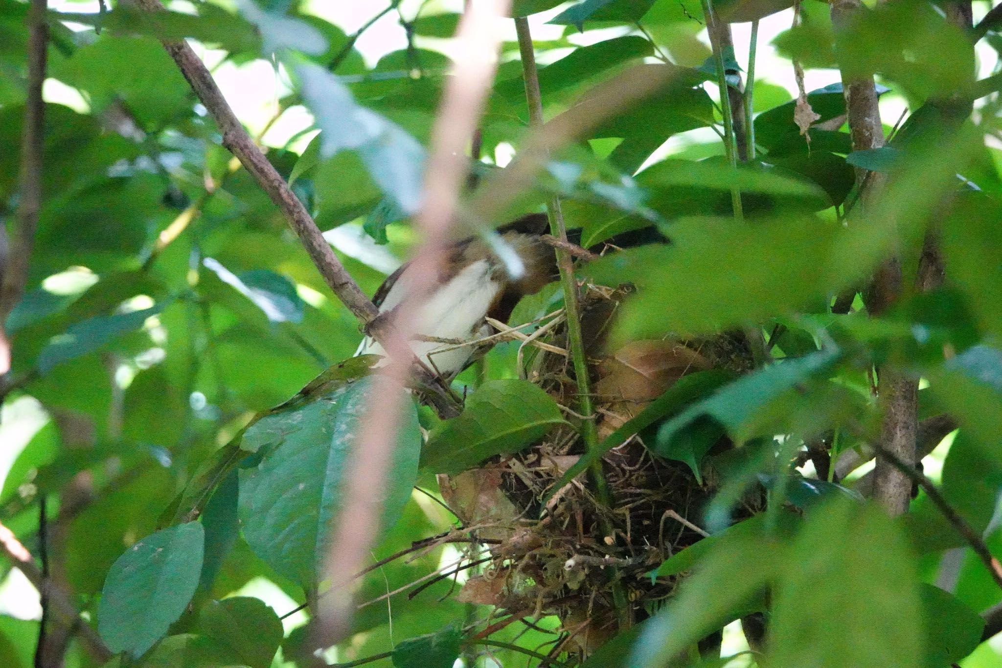 White-crested Laughingthrush