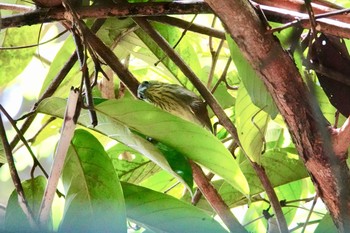 ムナフムシクイチメドリ シンガポール植物園 2019年1月25日(金)