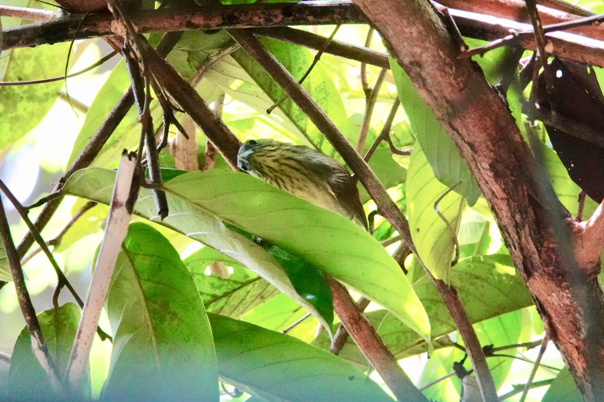 Pin-striped Tit-Babbler