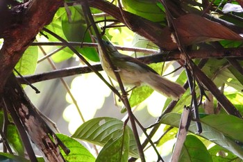 Pin-striped Tit-Babbler