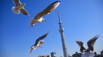 ユリカモメ 隅田公園 2019年2月2日(土)