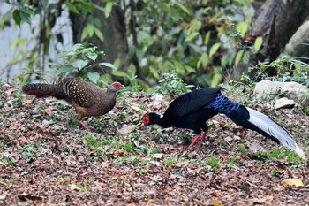 Swinhoe's Pheasant 大雪山国家森林遊楽区 Fri, 1/18/2019