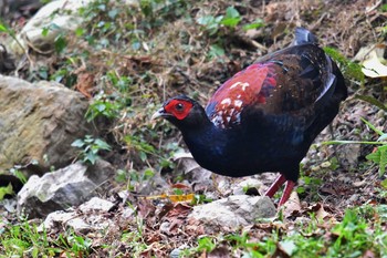 Swinhoe's Pheasant 大雪山国家森林遊楽区 Fri, 1/18/2019