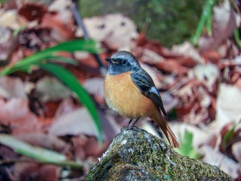 2019年2月1日(金) 東京都町田市の野鳥観察記録