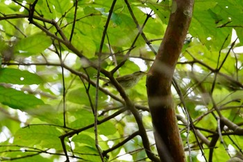 Arctic Warbler Singapore Botanic Gardens Fri, 1/25/2019