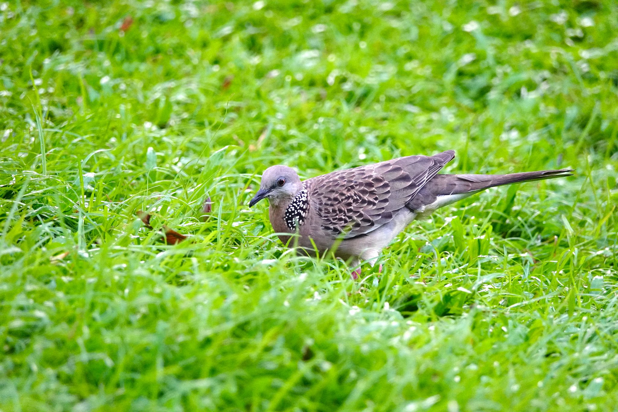 Photo of Spotted Dove at Singapore Botanic Gardens by のどか