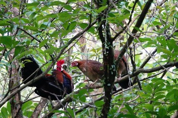 Red Junglefowl Singapore Botanic Gardens Fri, 1/25/2019