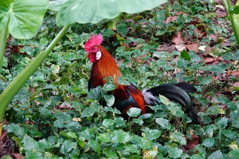 Red Junglefowl Singapore Botanic Gardens Fri, 1/25/2019