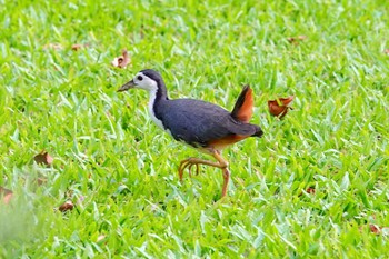 シロハラクイナ シンガポール植物園 2019年1月25日(金)