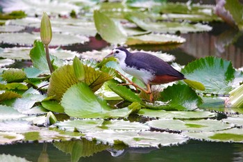 シロハラクイナ シンガポール植物園 2019年1月25日(金)