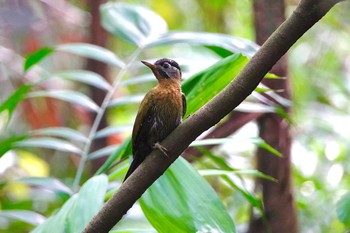 タケアオゲラ Sungei Buloh Wetland Reserve 2019年1月26日(土)