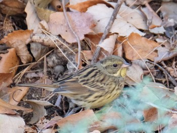 2019年2月2日(土) 小木津山自然公園の野鳥観察記録