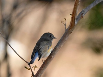 ルリビタキ 小木津山自然公園 2019年2月2日(土)