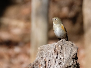 ルリビタキ 小木津山自然公園 2019年2月2日(土)