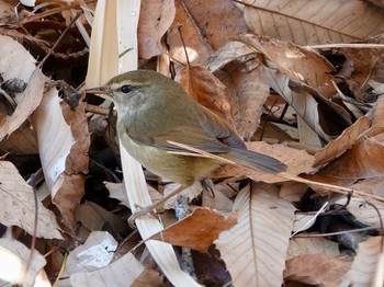 Japanese Bush Warbler 兵庫県伊丹市 Sun, 1/27/2019