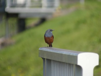 Blue Rock Thrush 水戸市柳町 Mon, 3/26/2018