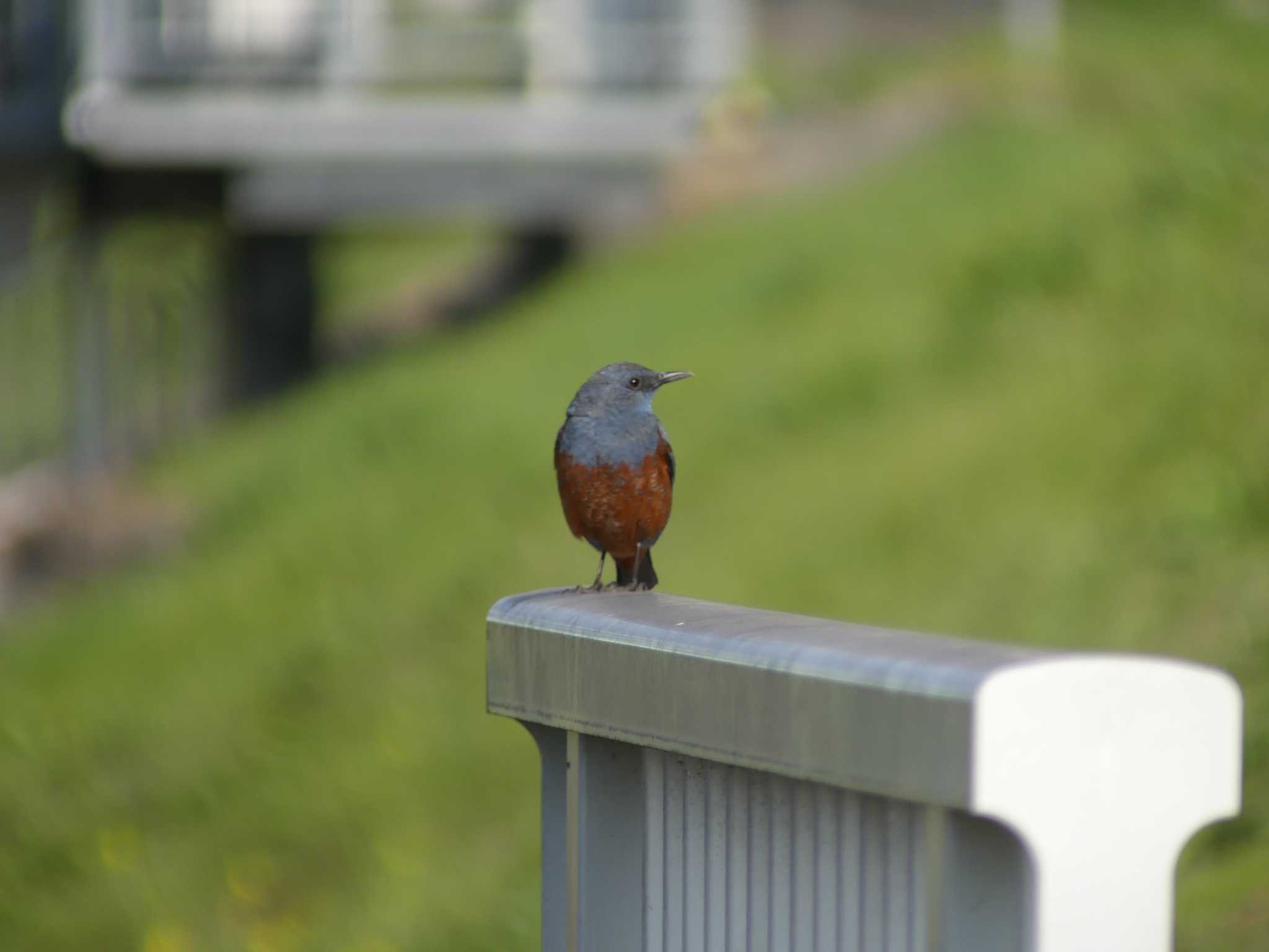 Photo of Blue Rock Thrush at 水戸市柳町 by 栗もなか