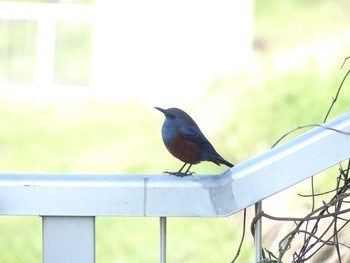 Blue Rock Thrush 水戸市柳町 Mon, 3/26/2018