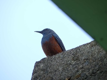 Blue Rock Thrush 水戸市柳町 Mon, 3/26/2018