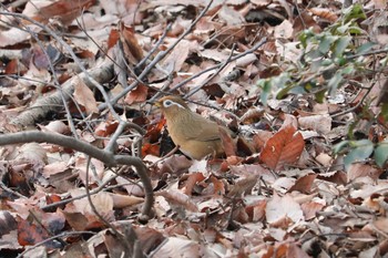 2019年2月3日(日) 舞岡公園の野鳥観察記録