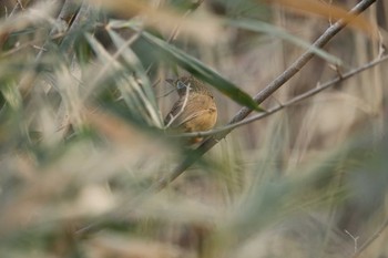 ガビチョウ 舞岡公園 2019年2月3日(日)