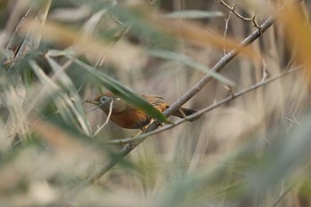 Chinese Hwamei Maioka Park Sun, 2/3/2019