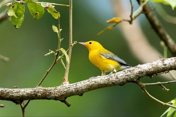 Prothonotary Warbler