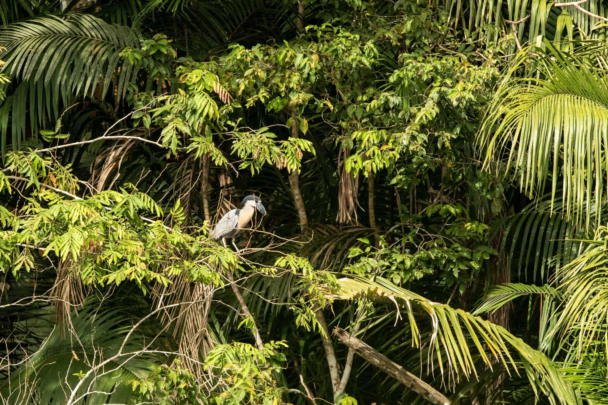 Photo of Boat-billed Heron at Summit Ponds by Trio