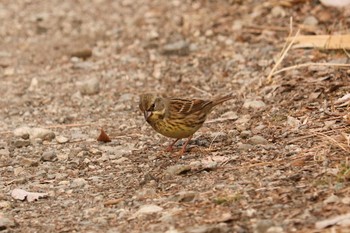 Masked Bunting Maioka Park Sun, 2/3/2019