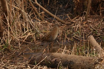 Brown-cheeked Rail Maioka Park Sun, 2/3/2019