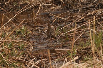 Brown-cheeked Rail Maioka Park Sun, 2/3/2019