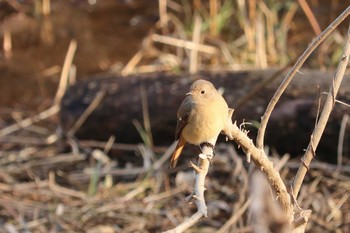 Daurian Redstart Maioka Park Sun, 2/3/2019