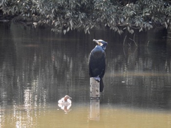 2017年2月25日(土) 明治神宮の野鳥観察記録