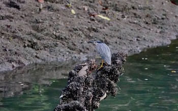 ササゴイ Sungei Buloh Wetland Reserve 2019年1月26日(土)