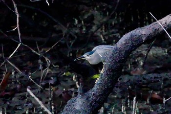 ササゴイ Sungei Buloh Wetland Reserve 2019年1月26日(土)