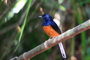 アカハラシキチョウ カッティエン国立公園 2018年11月30日(金)