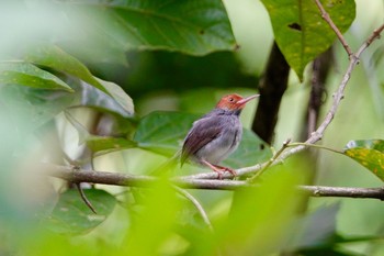 アカガオサイホウチョウ Sungei Buloh Wetland Reserve 2019年1月26日(土)