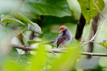 アカガオサイホウチョウ Sungei Buloh Wetland Reserve 2019年1月26日(土)